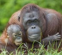 Semenggoh Wildlife Rehabilitation Centre 